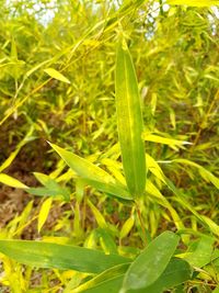 Close-up of green leaves