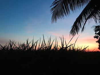 Silhouette plants growing on field against sky during sunset