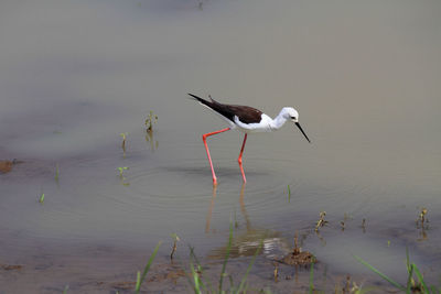 Bird flying over lake