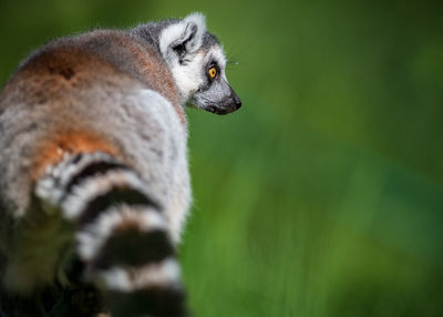 Close-up of an animal looking away