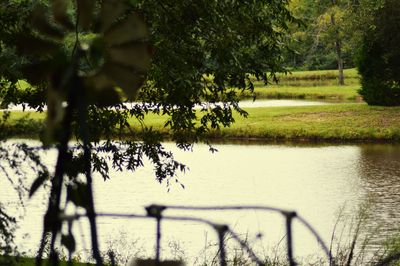 Scenic view of lake in park