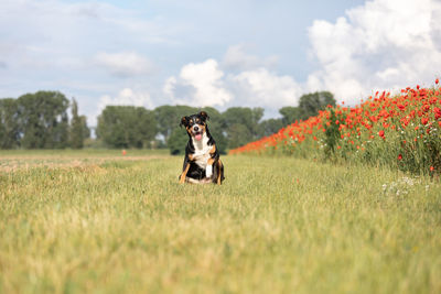 Dog running on field