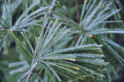 Close-up of icicles on pine tree