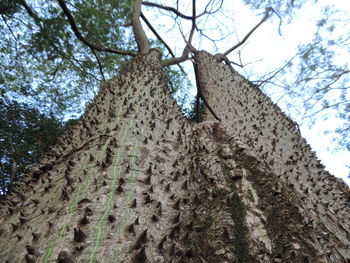 Low angle view of tree against sky