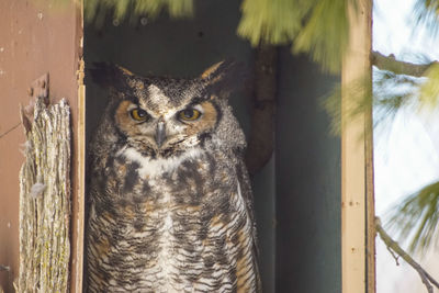 Close-up of owl on tree trunk