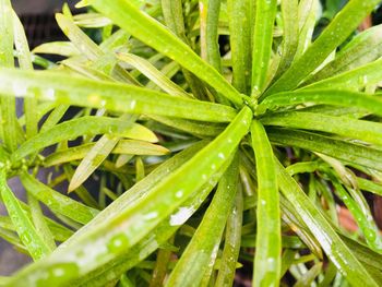 Close-up of wet plant