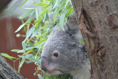 Close-up of a squirrel on tree trunk