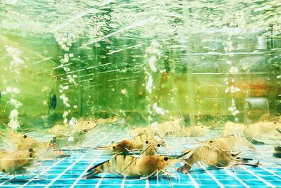 Flock of birds in swimming pool