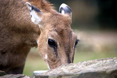 Close-up of deer