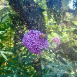 Close-up of purple flowers