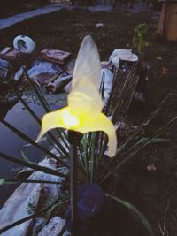 Close-up of yellow flower in water