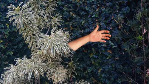 Cropped hand of person amidst plants at public park