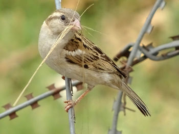 Close-up of bird perching on metal