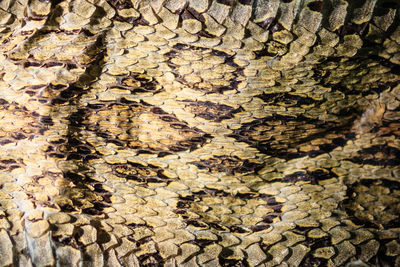 Full frame shot of tree trunk