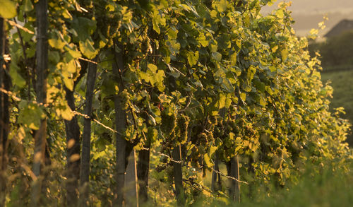 Late vintage of wine in the vineyard in the autumn