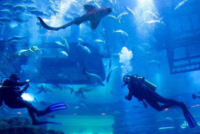 Underwater view of fish in aquarium