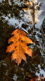 Autumn leaves on tree trunk