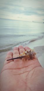 Midsection of person holding crab on beach