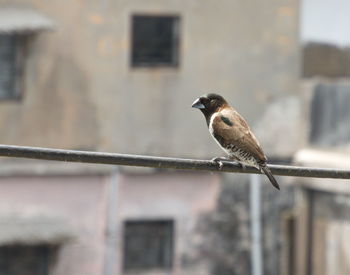 Bird perching on railing