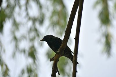 Low angle view of bird perching on branch