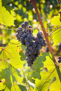 Close-up of grapes growing in vineyard