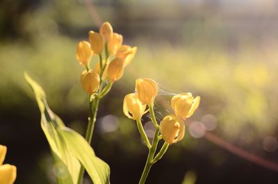 Close-up of yellow flowering plant on field