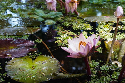 Close-up of purple crocus flowers
