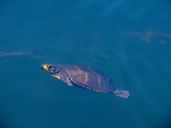 Turtle swimming in blue water at the preserve 