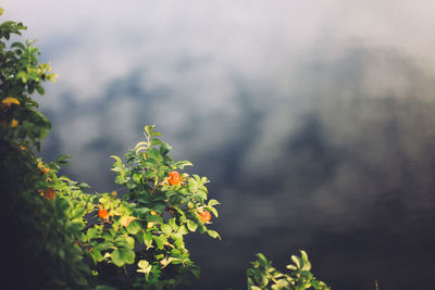 Close-up of plants against cloudy sky