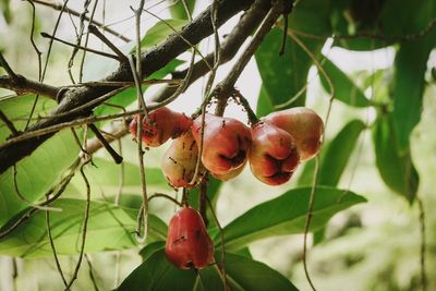 Close-up of cherries growing on tree