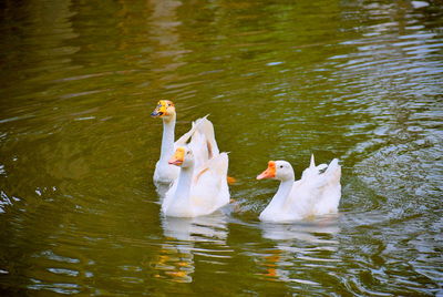 Swans swimming in lake