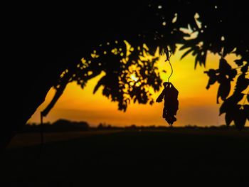 Close-up of silhouette plant on field against sky at sunset