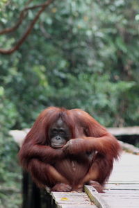 Close-up of a monkey
