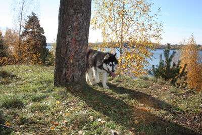 Cat on tree trunk against sky