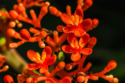 Close-up of orange flowering plants