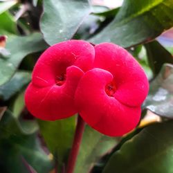 Close-up of water drops on red flower