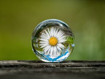 Close-up of white flower in glass container on table