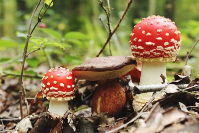 Close-up of mushroom growing on field