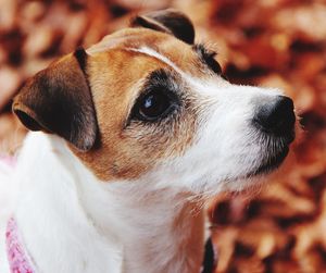 Close-up of dog looking away