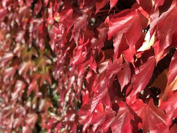 Full frame shot of red flowering plant