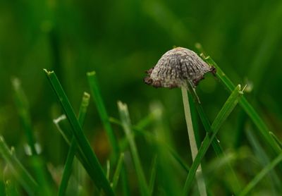 Close-up of a mushroom