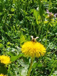 Insect on yellow flower