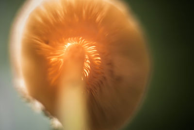 Close-up of flower against blurred background