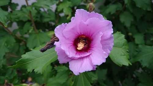 Macro shot of pink flower