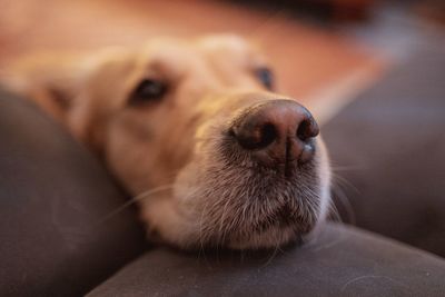 Close-up of a dog at home