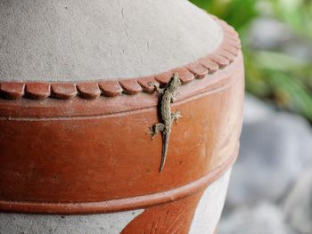 Close-up of lizard on retaining wall