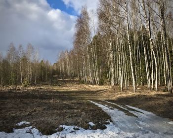 Trees on field in forest against sky