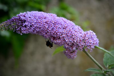 Close-up of purple flowering plant