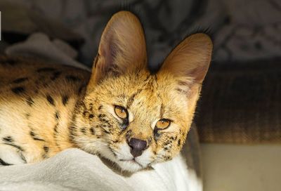 Close-up portrait of a serval cat