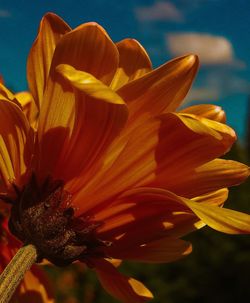 Close-up of yellow flower